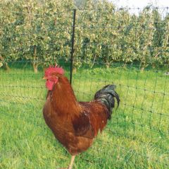 Pluimveenet groen 50 mtr / 125 cm met dubbele pen