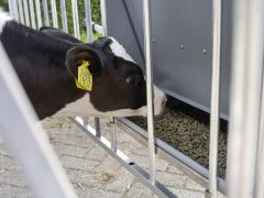 Calfotel AdLibFeeder krachtvoerbak voor kalveren