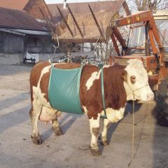 Koelift Daisy Lifter - heftuig voor koeien