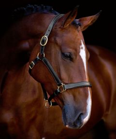 Halster London leder Pony