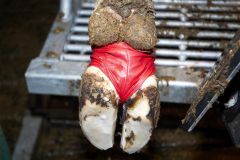 Hoofbandage Bovivet XL