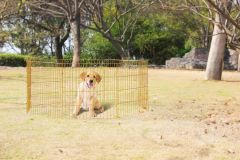 Dog Play Pen (Ren) 60x60cm
