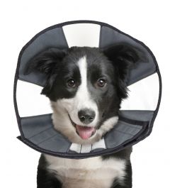 Zencone soft Recovery Collar Large